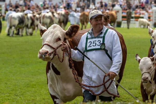 Cow judging at the Great Yorkshire Show — Stock Photo, Image