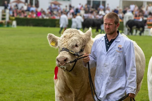 Cow Judging at the Great Yorkshire Show — Stock fotografie