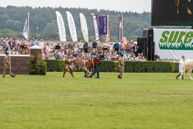 Büyük Yorkshire Show 'da inek jürisi.