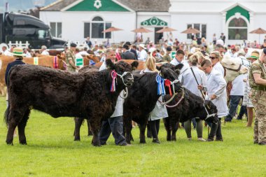 Büyük Yorkshire Show 'da inek jürisi.