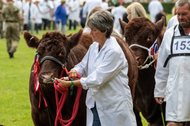 Büyük Yorkshire Show 'da inek jürisi.
