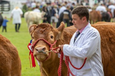 Büyük Yorkshire Show 'da inek jürisi.