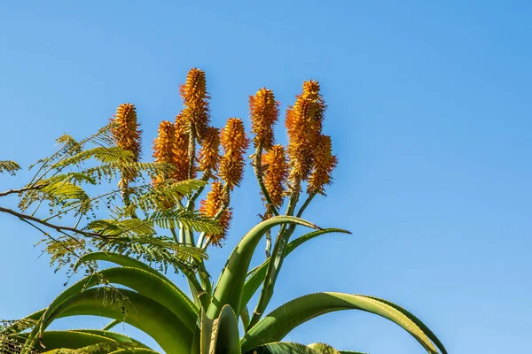 Cactus — Foto Stock