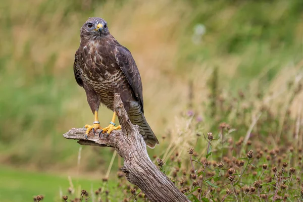 Common buzzard (Buteo buteo) — Stock Photo, Image