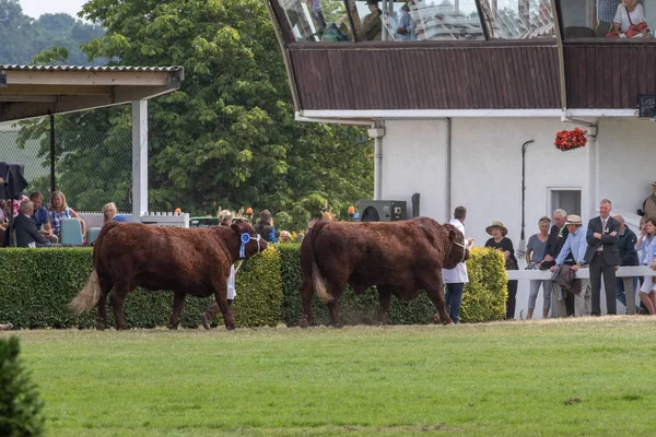 Sędziowanie krowy w Great Yorkshire Show — Zdjęcie stockowe