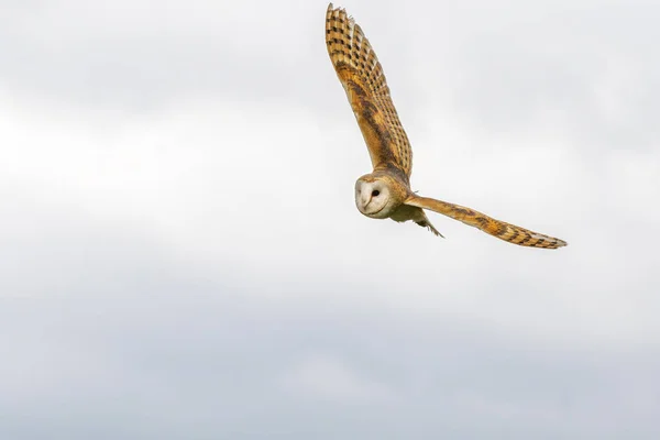 Barn owl — Stock Photo, Image