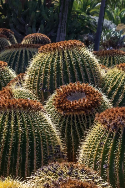 Cactus —  Fotos de Stock