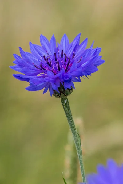 Aciano (Centaurea cyanus ) —  Fotos de Stock