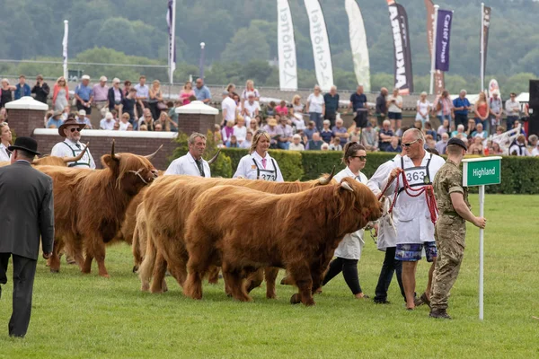Cow judging at the Great Yorkshire Show — Stock Photo, Image
