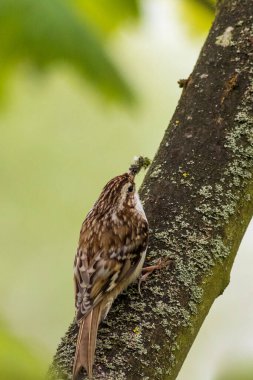 Ağaca tüneyen Ağaç Bekçisi (Certhia tanıdık)