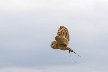 Uçuşta ahır baykuşu (Tyto alba)