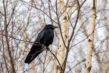 Ağaca tünemiş leş kargası (Corvus corone)