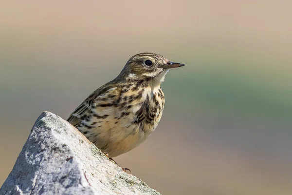 Meadow Pipit Anthus Pratensis Sat Wall — Stock Photo, Image