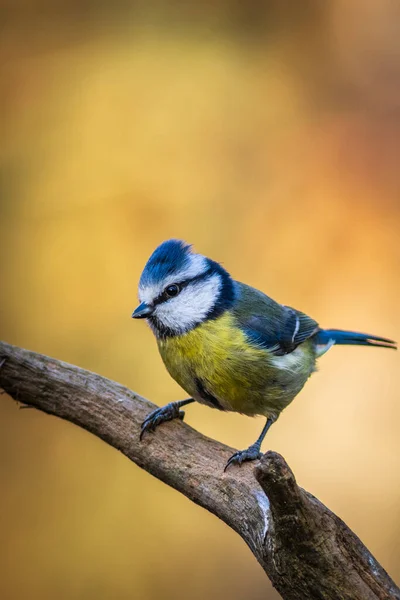 Blue Tit Cyanistes Caeruleus Perched Branch — Fotografia de Stock