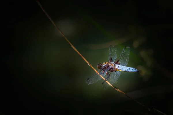 Broad Bodied Chaser Libellula Depressa Perched Pond — Stock Photo, Image