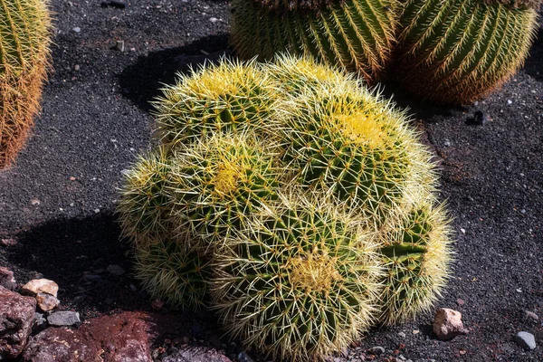 Kolekcja Kaktusów Rosnąca Ogrodzie Botanicznym — Zdjęcie stockowe