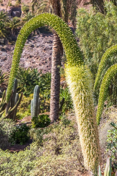 Kaktus Samling Växer Botanisk Trädgård — Stockfoto