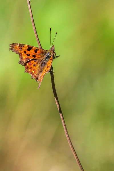 Comma Polygonia Album Perché Sur Une Tige Herbe — Photo