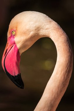 Flamingo Fuerteventura, İspanya 'daki Oasis Park' ta..