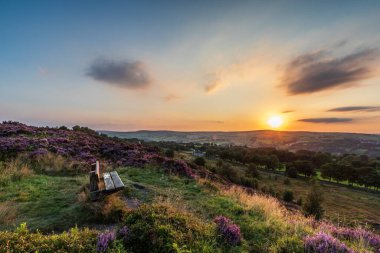 Heather (Calluna vulgaris) Norland, Halifax, Batı Yorkshire 'da çiçek açmış. İngiltere