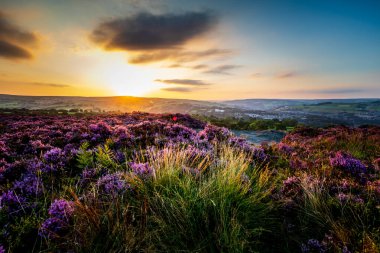 Heather (Calluna vulgaris) Norland, Halifax, Batı Yorkshire 'da çiçek açmış. İngiltere