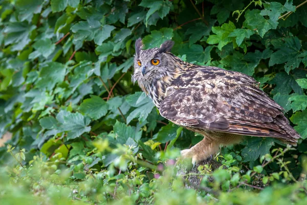 Eagle Owl Bubo Bubo Perched Close — Stock Photo, Image