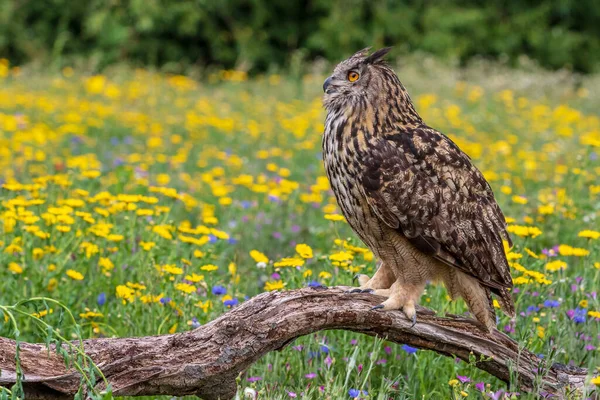 Búho Águila Bubo Bubo Encaramado Cerca —  Fotos de Stock