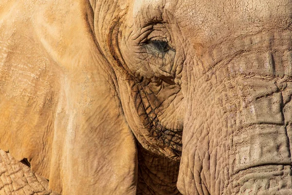 Elefante Del Oasis Park Fuerteventura —  Fotos de Stock