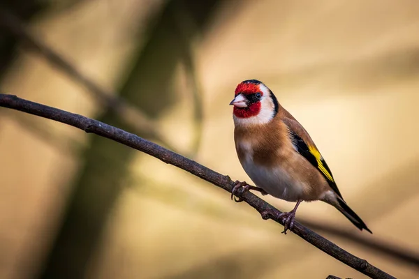 Aranypinty Carduelis Carduelis Egy Ágon — Stock Fotó