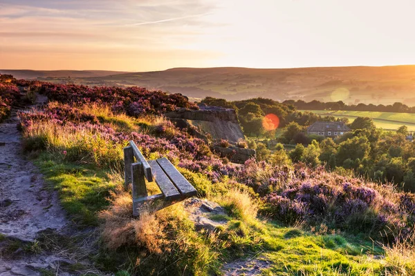 Heidekraut Calluna Vulgaris Voller Blüte Bei Norland Halifax West Yorkshire — Stockfoto