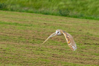 Uçuşta ahır baykuşu (Tyto alba)