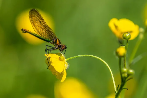 Demoiselle Baguée Femelle Perchée Sur Une Fleur Buttercup — Photo