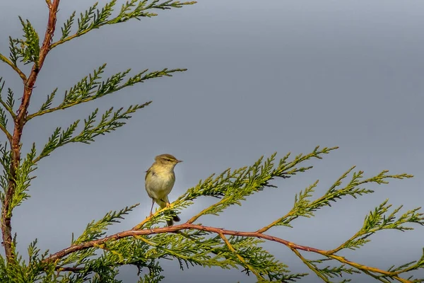 Willow Warbler Phylloscopus Trochilus Perched Pine Tree — Stock Photo, Image