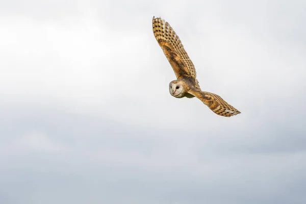 Barn Owl Tyto Alba Flight Close — Stock Photo, Image