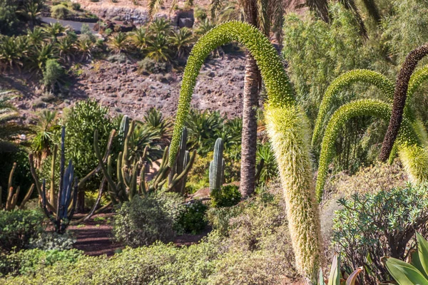 Kaktus Samling Växer Botanisk Trädgård — Stockfoto