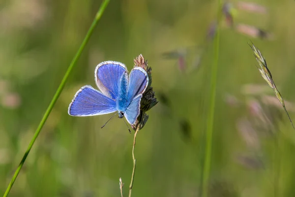 Běžný Modrý Motýl Travním Stonku — Stock fotografie