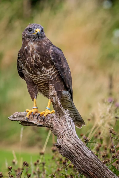 Common Buzzard Buteo Buteo Perched — Stock Photo, Image