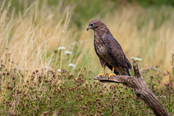 Common Buzzard Buteo Buteo Perched — Stock Photo, Image