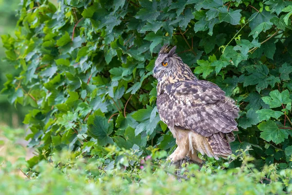 Chouette Aigle Bubo Bubo Gros Plan Perché — Photo