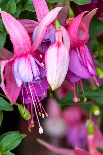 Fuchsia Visa Upp Full Blomma — Stockfoto