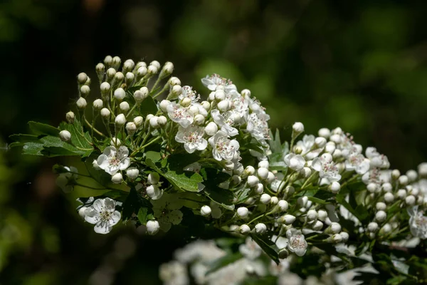 花の近くにあるホワソーン Crataegus Monogyna — ストック写真