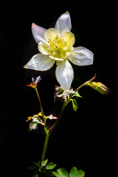 Akwilegia Pełnym Zbliżeniu Kwiat — Zdjęcie stockowe
