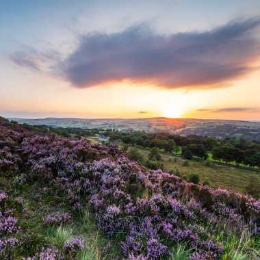 Heather (Calluna vulgaris) Norland, Halifax, Batı Yorkshire 'da çiçek açmış. İngiltere