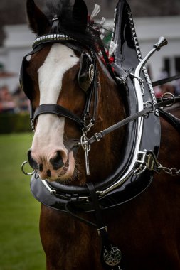 Harrogate, Kuzey Yorkshire, İngiltere - 12 Temmuz 2018: Büyük Yorkshire Show 'da 12 Temmuz 2018' de İngiltere 'nin Kuzey Yorkshire kentindeki Harrogate' de ana arenada Ağır Atlar Katılımı sergileniyor