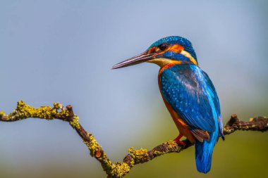 Kingfisher (Alcedo) bir dala tünedi