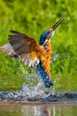 Kingfisher (Alcedo at this) bir balık için dalıyor