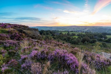 Heather (Calluna vulgaris) Norland, Halifax, Batı Yorkshire 'da çiçek açmış. İngiltere