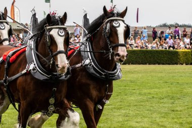 Harrogate, Kuzey Yorkshire, İngiltere - 12 Temmuz 2018: Büyük Yorkshire Show 'da 12 Temmuz 2018' de İngiltere 'nin Kuzey Yorkshire kentindeki Harrogate' de ana arenada Ağır Atlar Katılımı sergileniyor