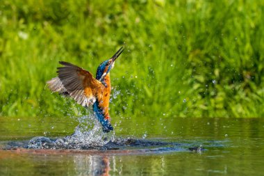 Kingfisher (Alcedo at this) bir balık için dalıyor