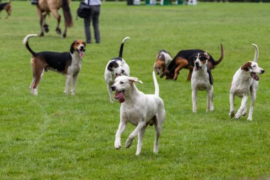Harrogate, Kuzey Yorkshire, İngiltere - 12 Temmuz 2018: Av liderleri 12 Temmuz 2018 'de İngiltere' nin Kuzey Yorkshire kentindeki Harrogate 'de düzenlenen Büyük Yorkshire Şov' da düzinelerce av köpeğine liderlik ettiler.